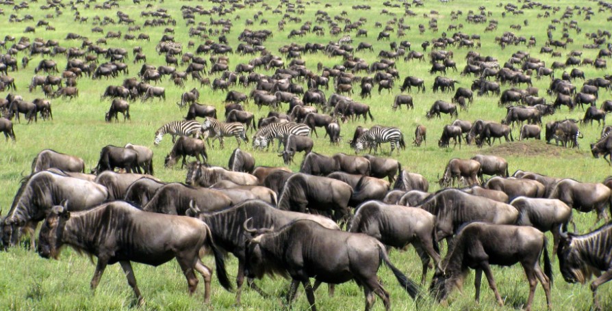 9-Days Serengeti Great Wildebeest Migration Safari
